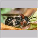 Smicromyrme rufipes - Rotbeinige Spinnenameise 05a 5-9mm Paarung.jpg